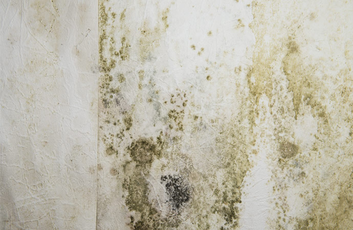 Cause of Mold Growth
